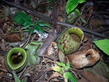 vignette Borneo_Bali_2015_0486.jpg 
