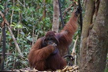 vignette Borneo_Bali_2015_0538.jpg 
