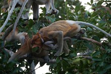 vignette Borneo_Bali_2015_0566.jpg 