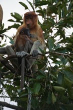 vignette Borneo_Bali_2015_0568.jpg 