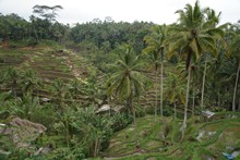 vignette Borneo_Bali_2015_0685.jpg 