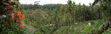 vignette Borneo_Bali_2015_0688.jpg 