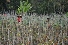 vignette Borneo_Bali_2015_0773.jpg 