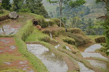 vignette Borneo_Bali_2015_0782.jpg 