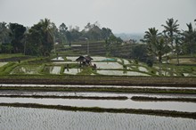 vignette Borneo_Bali_2015_0792.jpg 