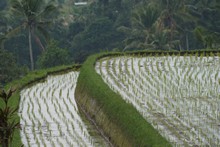 vignette Borneo_Bali_2015_0801.jpg 