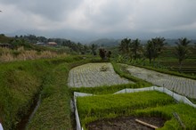 vignette Borneo_Bali_2015_0828.jpg 