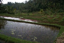 vignette Borneo_Bali_2015_0945.jpg 