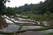 vignette Borneo_Bali_2015_0948.jpg 