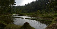 vignette Borneo_Bali_2015_0955.jpg 