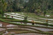 vignette Borneo_Bali_2015_0966.jpg 