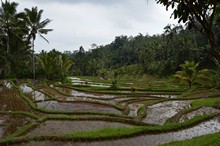 vignette Borneo_Bali_2015_0970.jpg 