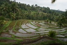 vignette Borneo_Bali_2015_0974.jpg 