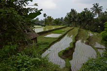 vignette Borneo_Bali_2015_0983.jpg 