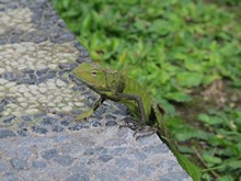 vignette Borneo_Bali_2015_1042.jpg 