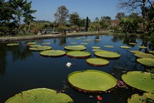 vignette Borneo_Bali_2015_1500.jpg 