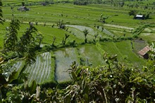 vignette Borneo_Bali_2015_1544.jpg 