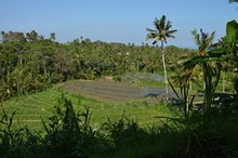 vignette Borneo_Bali_2015_1707.jpg 