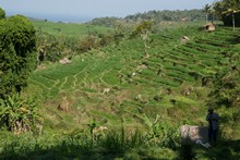 vignette Borneo_Bali_2015_1715.jpg 