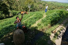 vignette Borneo_Bali_2015_1717.jpg 