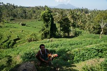 vignette Borneo_Bali_2015_1722.jpg 