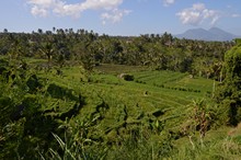 vignette Borneo_Bali_2015_1725.jpg 