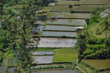 vignette Borneo_Bali_2015_1825.jpg 