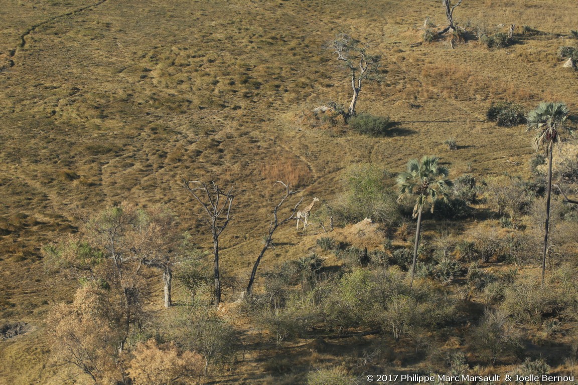 /ecran/Botswana_2017_0086.jpg