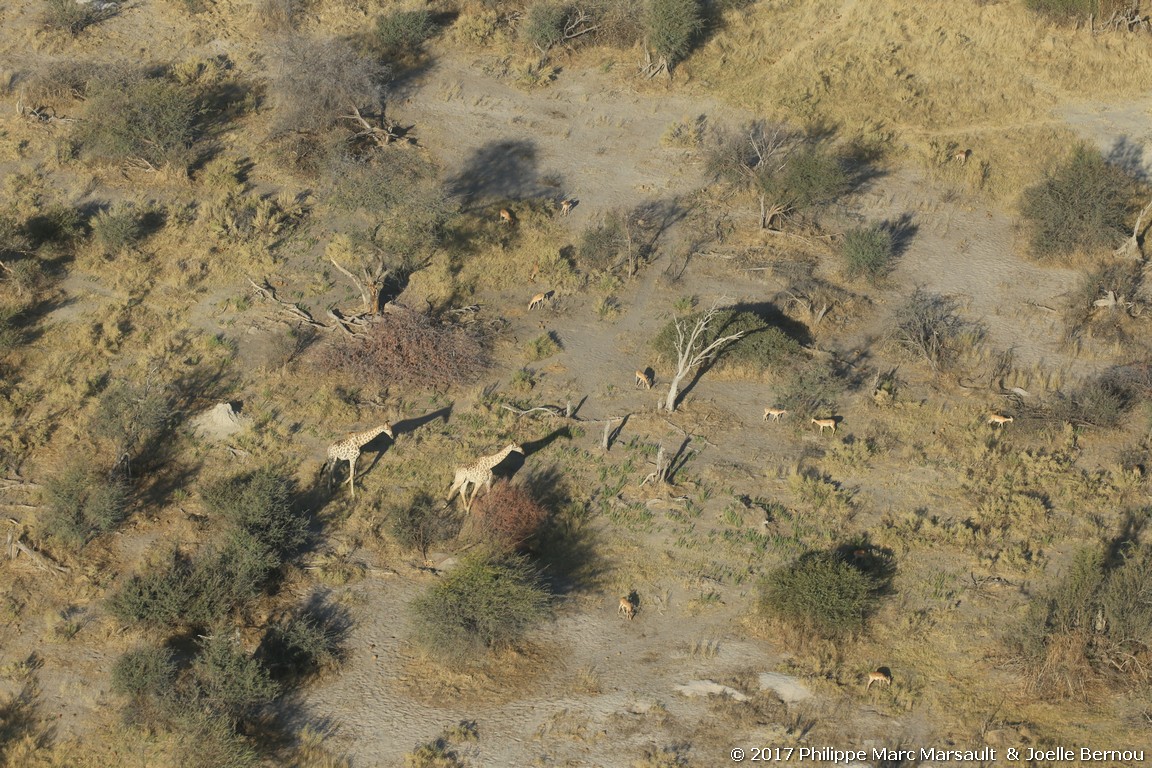 /ecran/Botswana_2017_0109.jpg