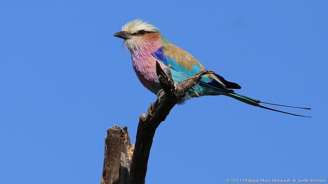 /ecran/Botswana_2017_0146.jpg