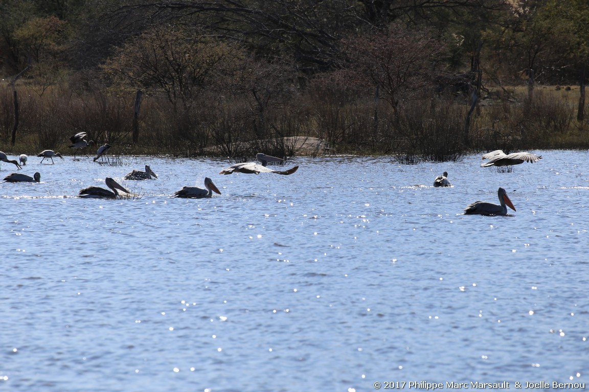 /ecran/Botswana_2017_0158.jpg