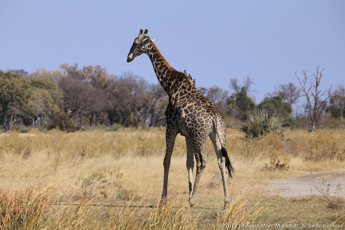 /ecran/Botswana_2017_0171.jpg