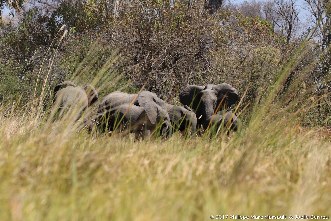 /ecran/Botswana_2017_0205.jpg