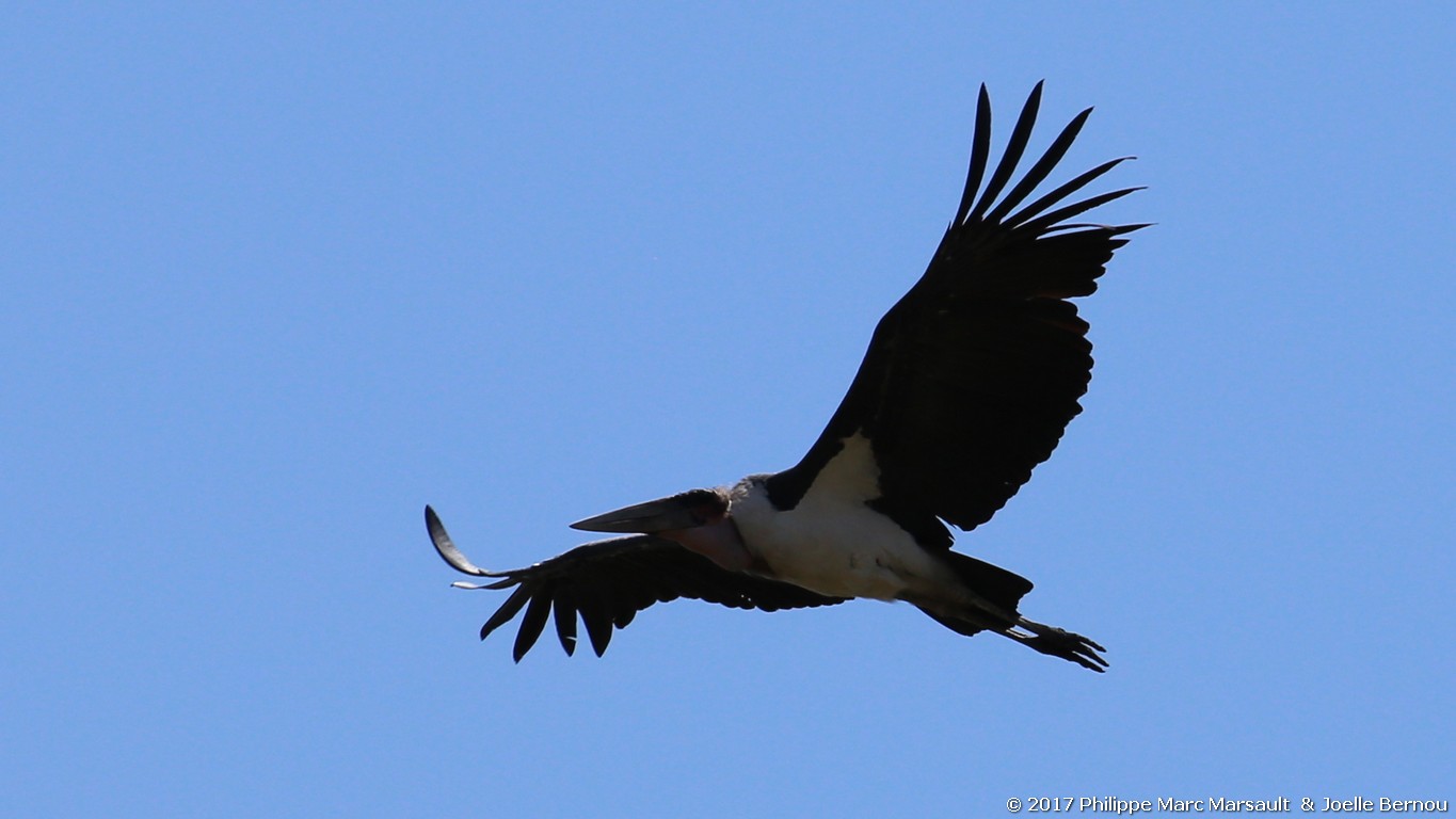 /ecran/Botswana_2017_0220.jpg