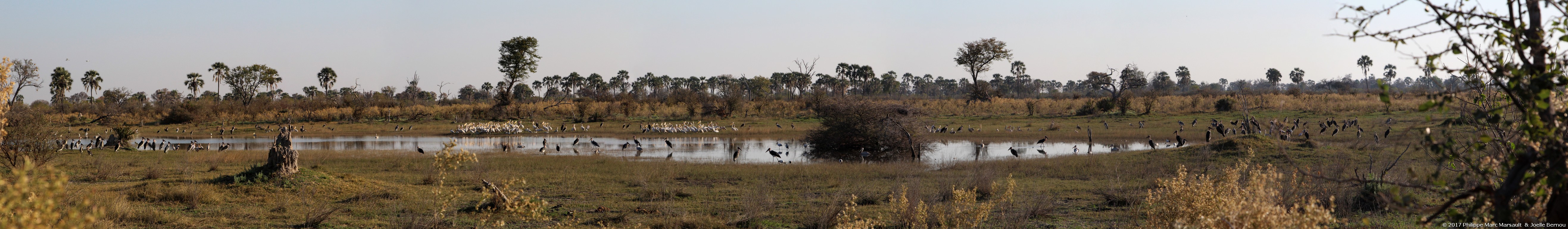 /ecran/Botswana_2017_0237.jpg