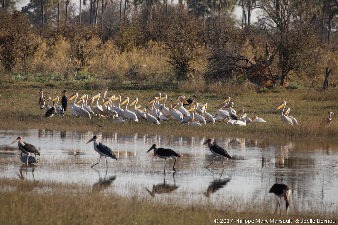 /ecran/Botswana_2017_0238.jpg