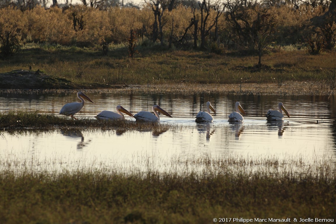 /ecran/Botswana_2017_0259.jpg