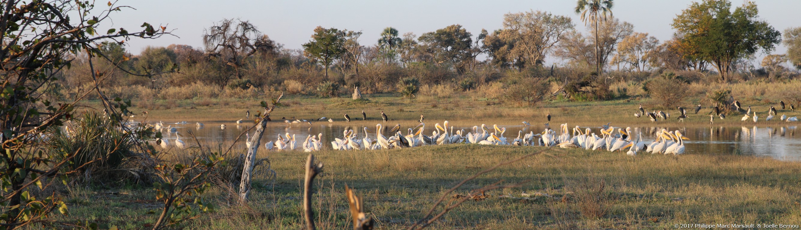 /ecran/Botswana_2017_0267.jpg