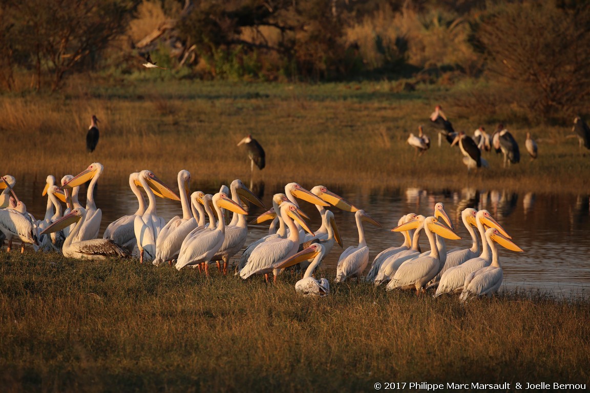 /ecran/Botswana_2017_0273.jpg