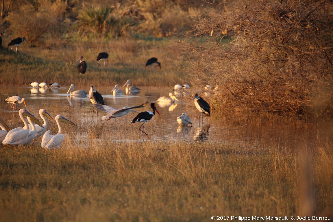 /ecran/Botswana_2017_0278.jpg