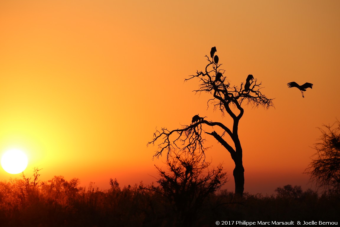 /ecran/Botswana_2017_0287.jpg