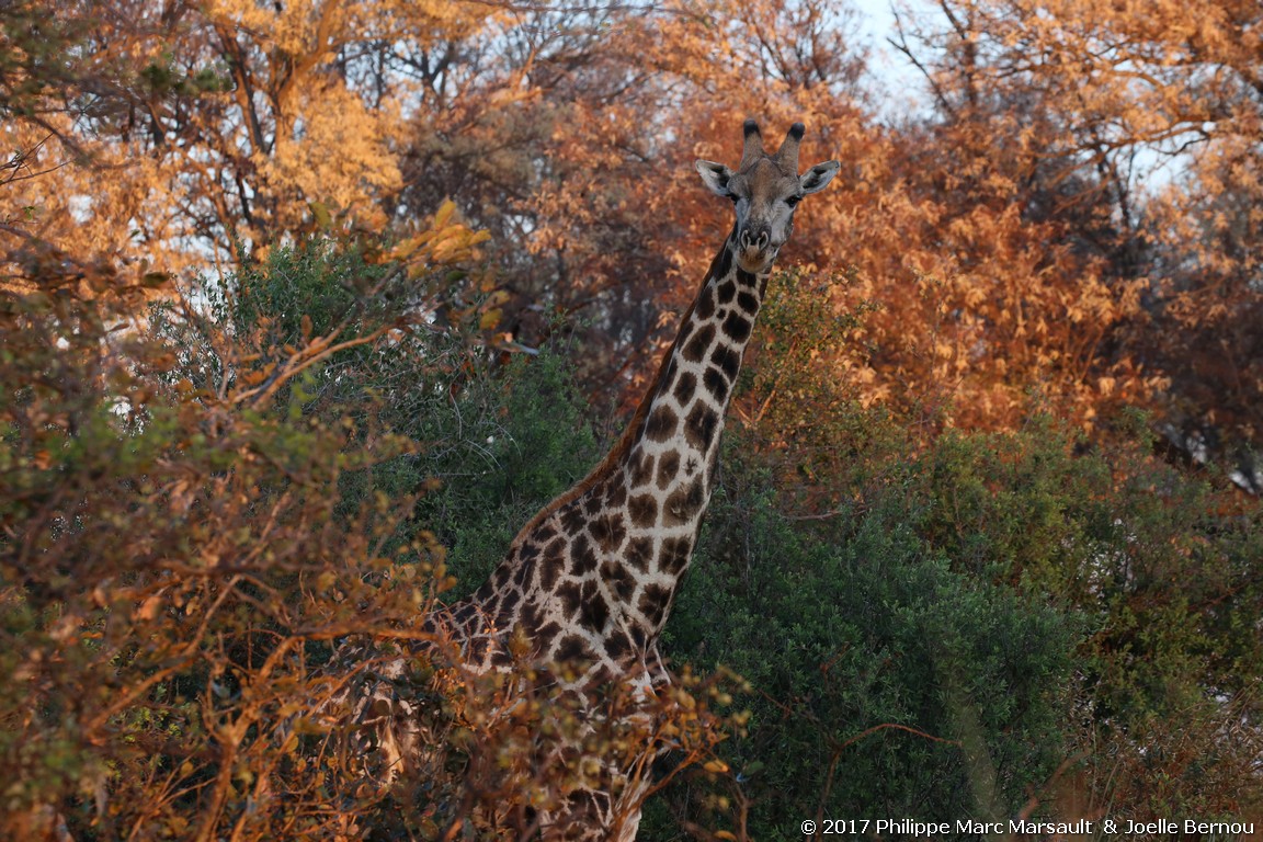 /ecran/Botswana_2017_0304.jpg