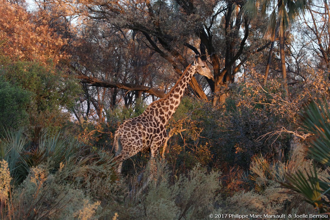 /ecran/Botswana_2017_0307.jpg