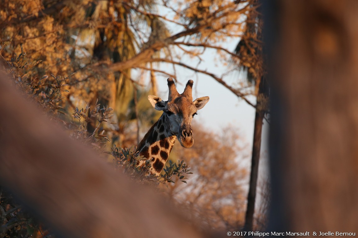 /ecran/Botswana_2017_0310.jpg