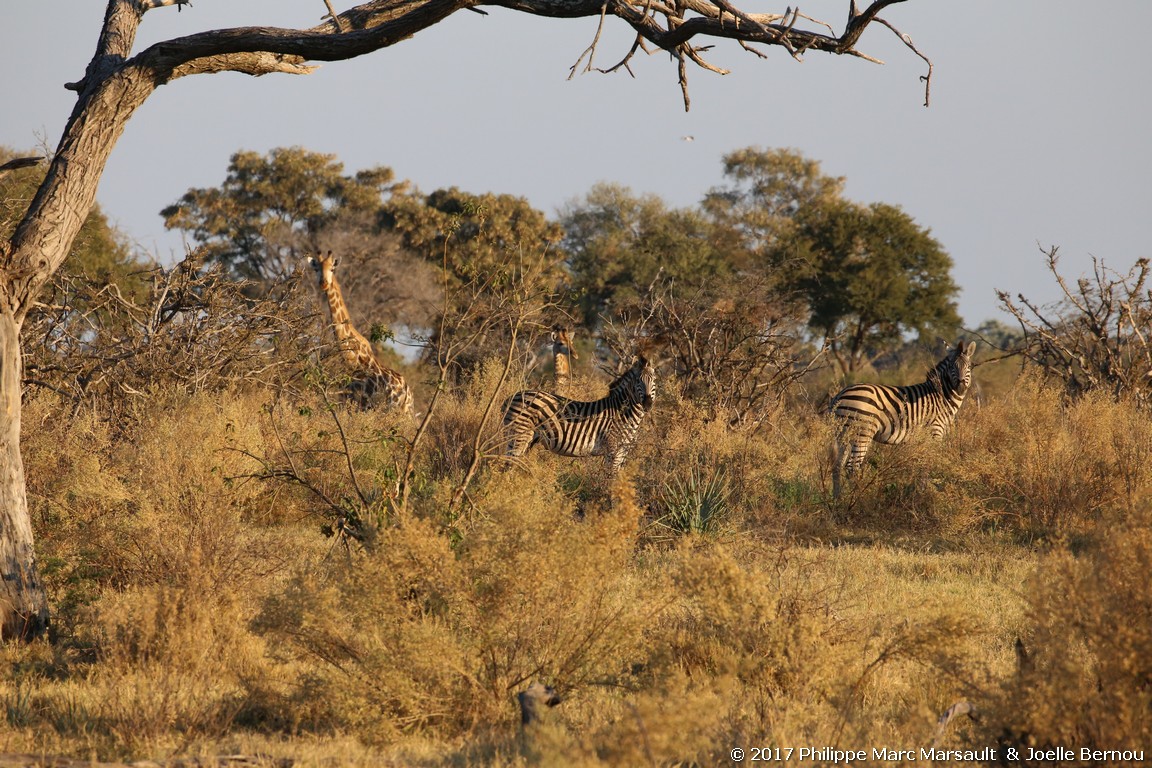 /ecran/Botswana_2017_0320.jpg