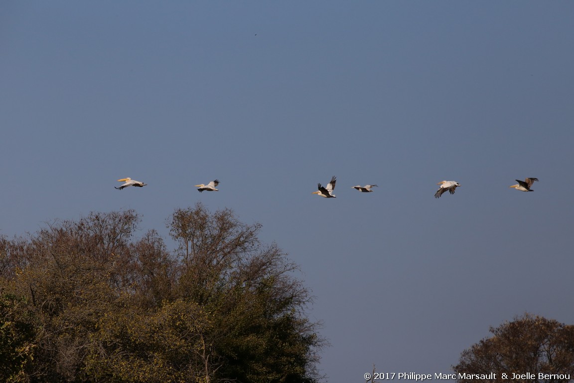 /ecran/Botswana_2017_0331.jpg