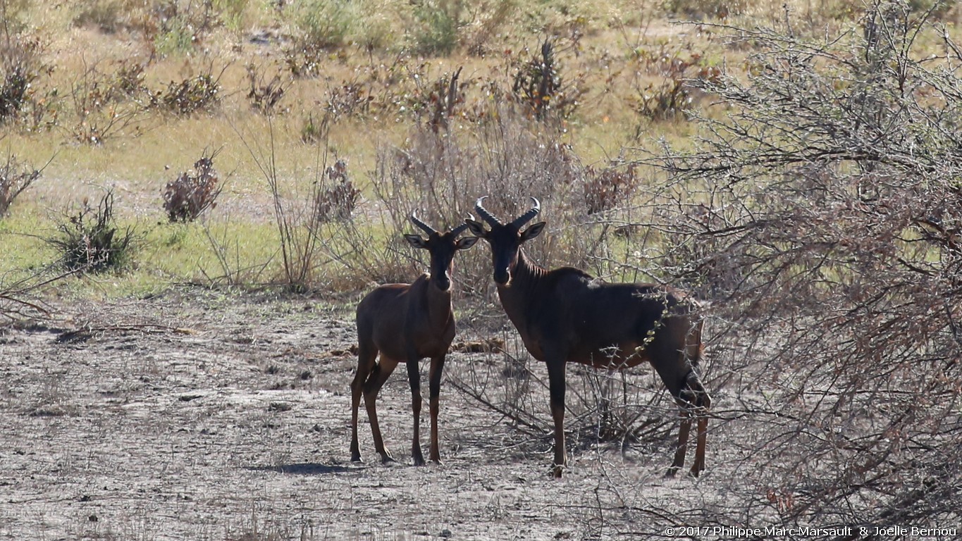 /ecran/Botswana_2017_0338.jpg