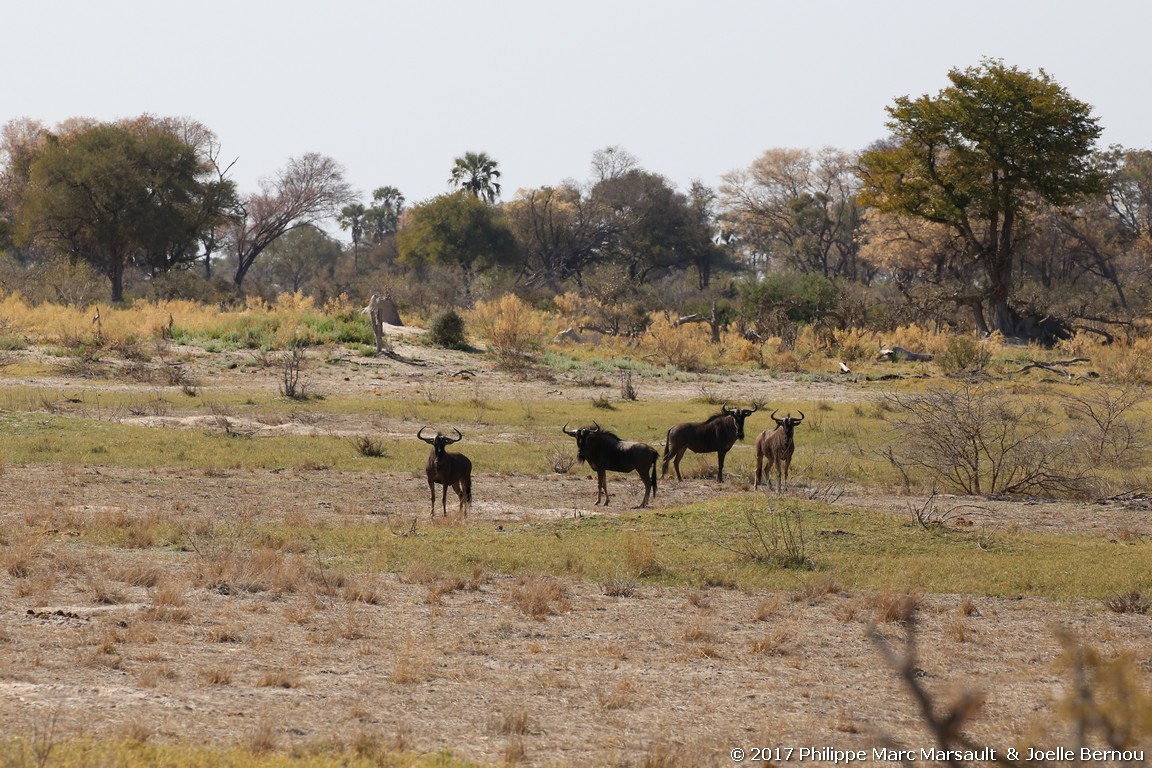 /ecran/Botswana_2017_0345.jpg