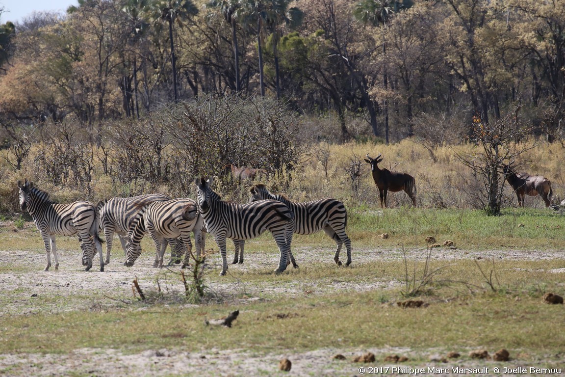 /ecran/Botswana_2017_0350.jpg