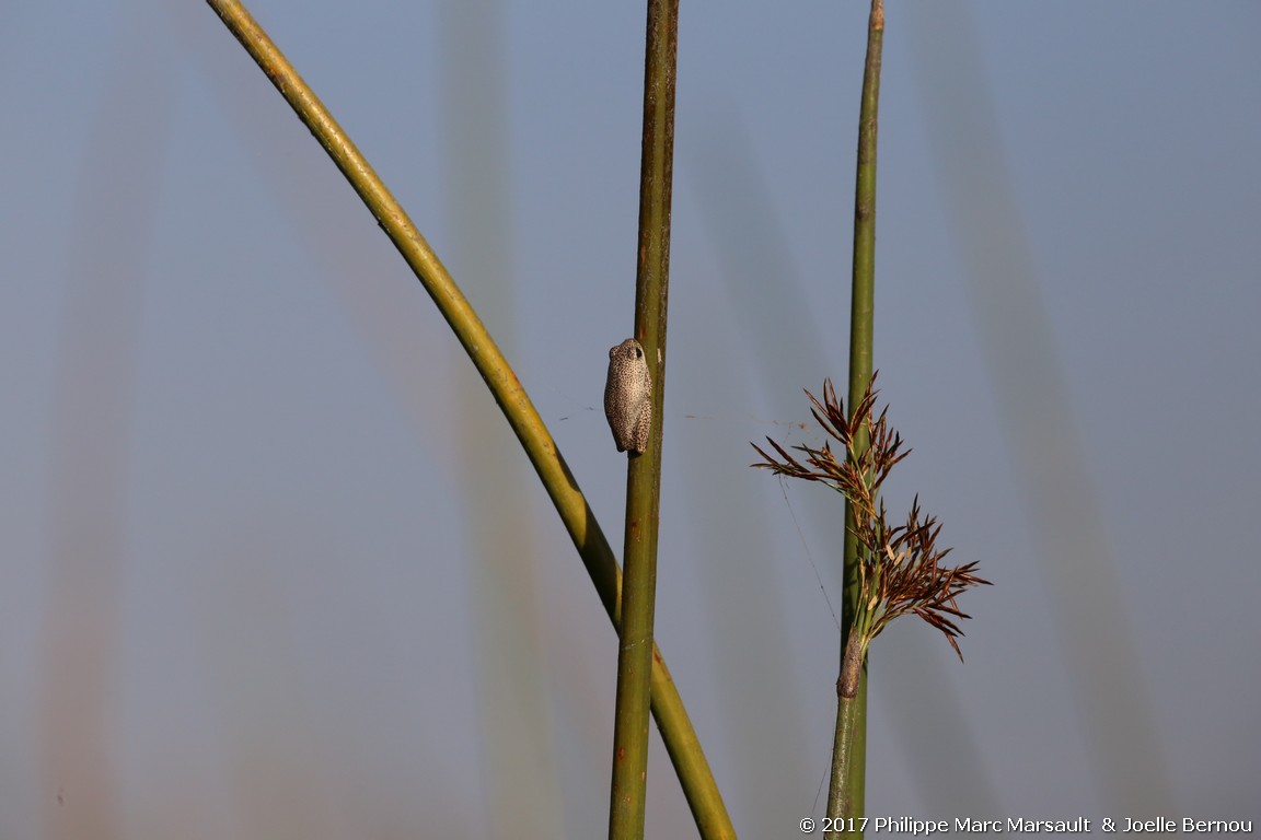 /ecran/Botswana_2017_0372.jpg